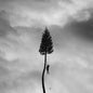 Manchester Orchestra - A Black Mile To The Surface [2LP]