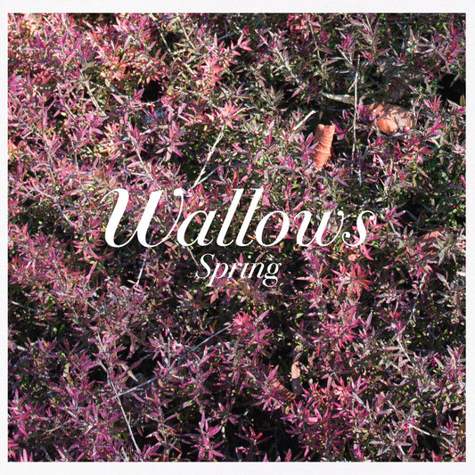 Wallows - Spring (Mod) [CD]
