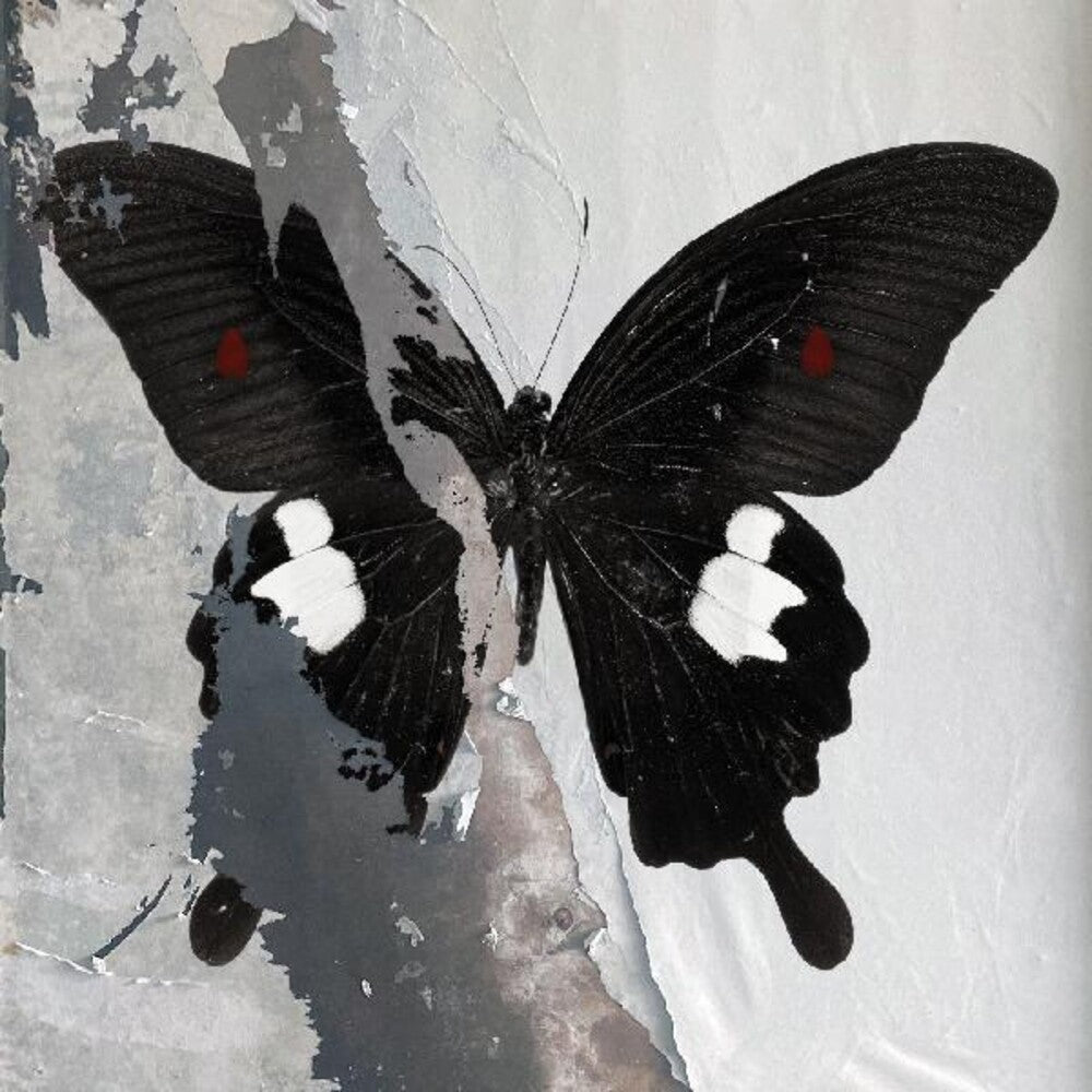 Death Cult - Paradise Now [Clear Vinyl] (Spla)