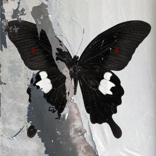 Death Cult - Paradise Now [Clear Vinyl] (Spla)