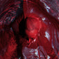 the album cover for Blackwater Holylight - Not Here Not Gone