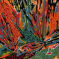 the album cover for Akusmi - Terra Incognita