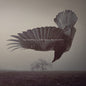 the album cover for Katatonia - Fall Of Hearts [Colored Vinyl] (Wht) (Aniv)