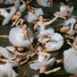the album cover for Jigitz - 50 Ballerinas [Tutu White]