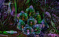 the album cover for Berliner Philharmoniker - Kirill Petrenko Conducts Josef Suk (3cd+1bd)